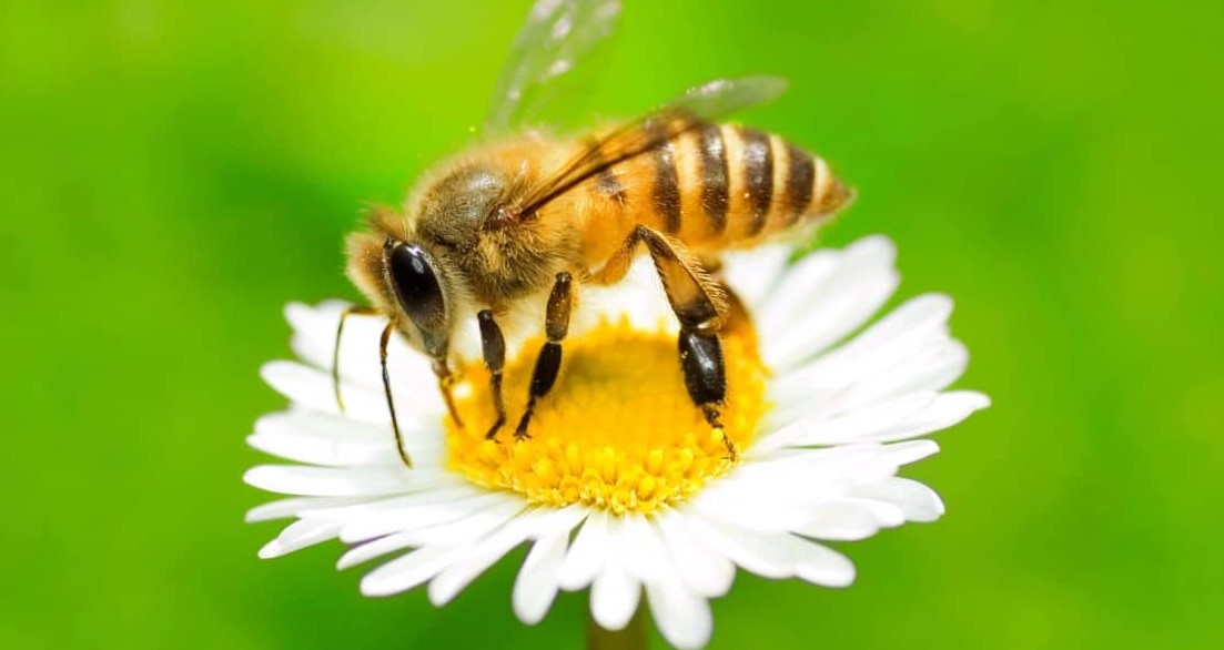 Honey Bees: Nature’s Tiny Marvels