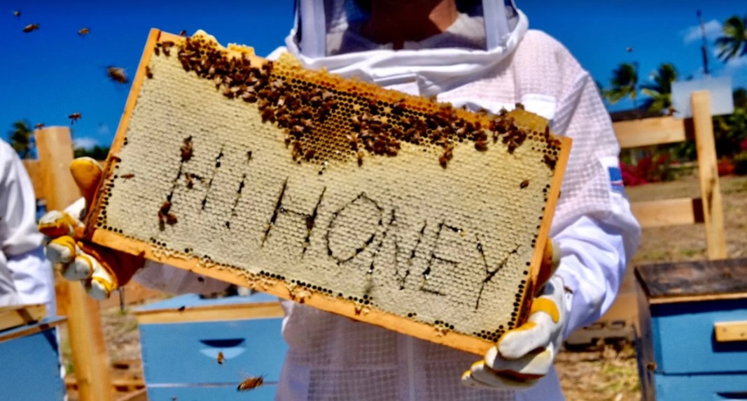 Get Free Shipping on Honey Bees – Order Your Hive Today