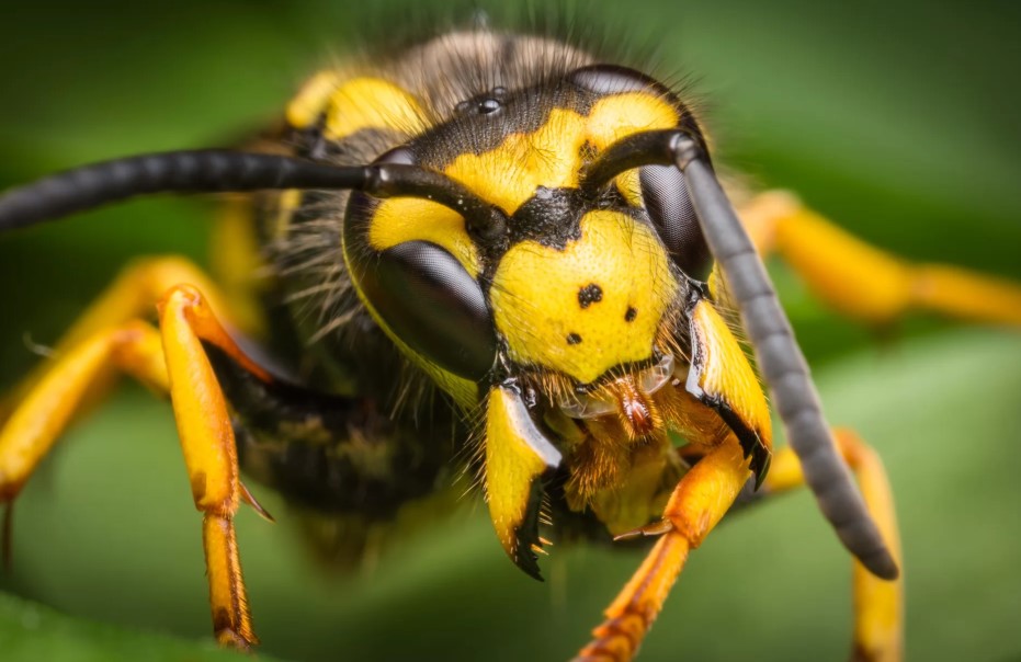Honey Bee vs. Yellow Jacket: How to Tell Them Apart and Stay Safe