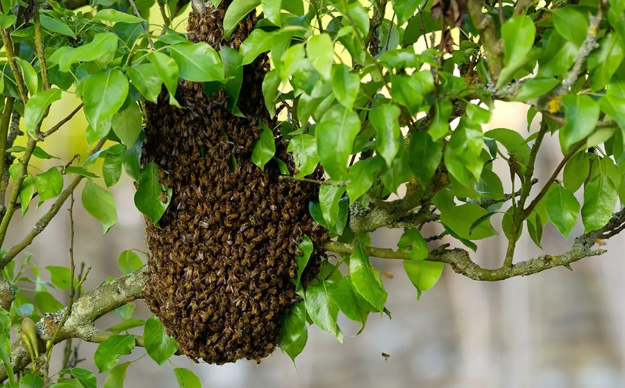How to Attract a Honey Bee Swarm to Your Trap