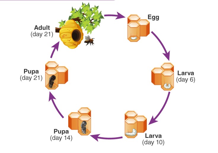 The Lifespan of Honey Bees: How Long Do They Live?