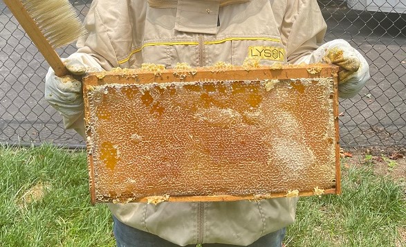 The Ultimate Beekeeper’s Guide to Honey Bee Supplies