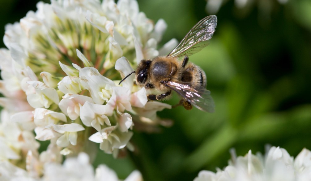 Why Do Bees Make Honey? The Sweet Science Explained
