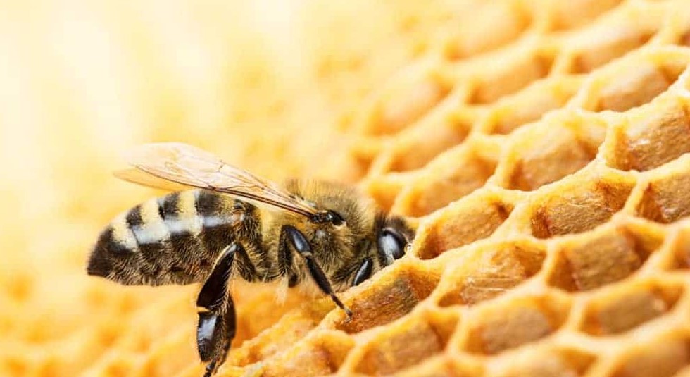 The Carniolan Honey Bee: A Gentle and Hardy Pollinator